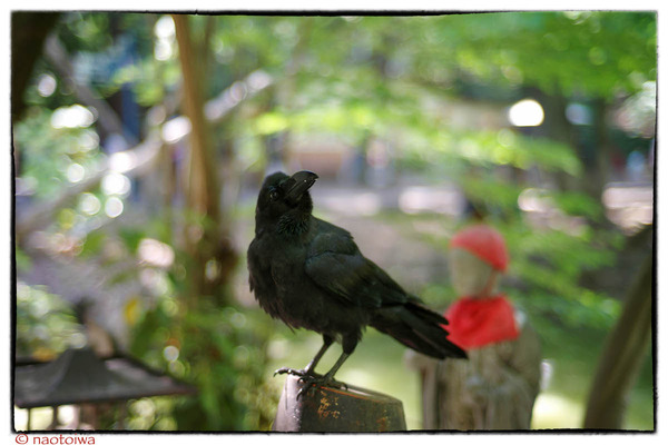 crow