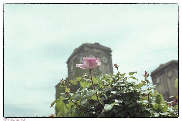rose