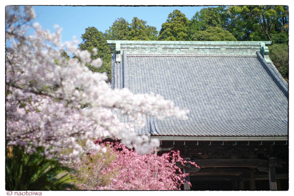 妙本寺