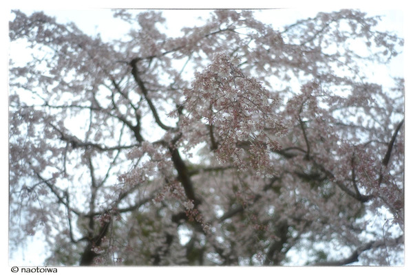 しだれ桜