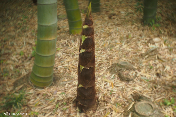 bamboo shoot