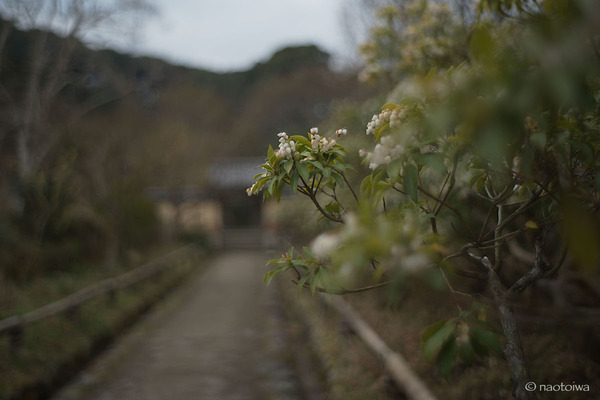 浄瑠璃寺1