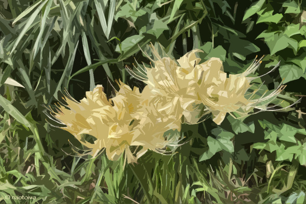 白花曼珠沙華
