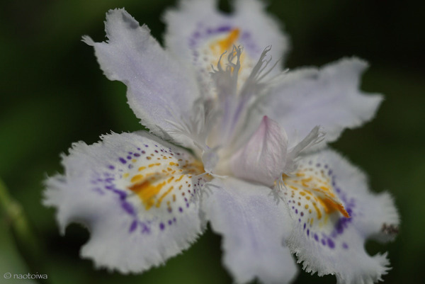 射干の花
