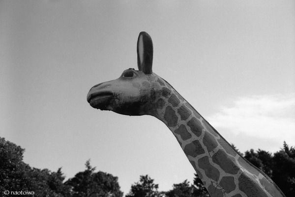 giraffe