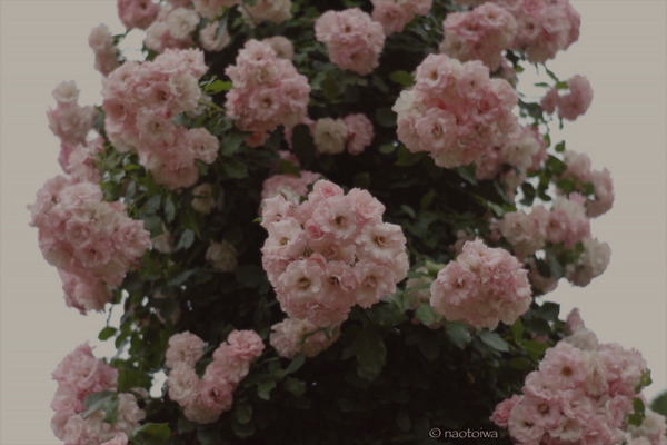 rose2