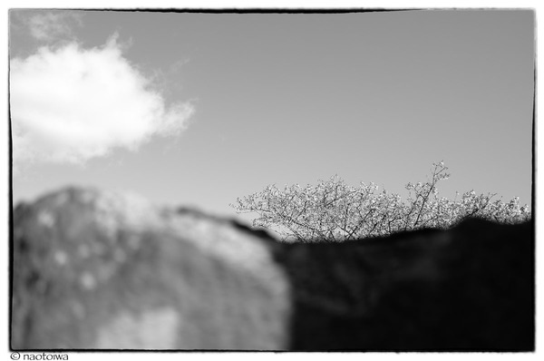 空と石と桜