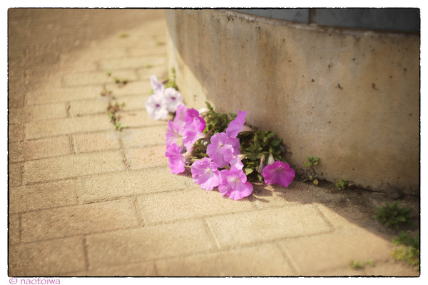 路傍の花