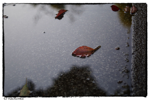 autumn leaf