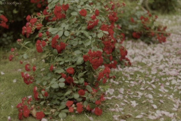 rose3