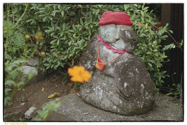 キバナコスモス