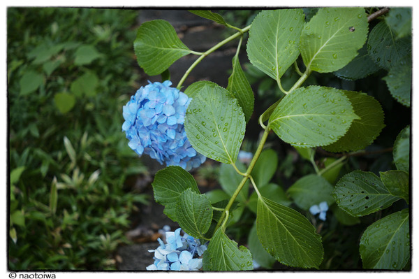 紫陽花