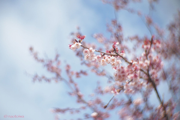 寒桜