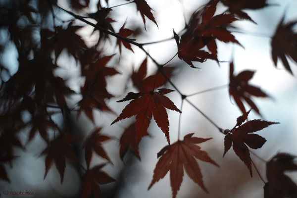 紅葉