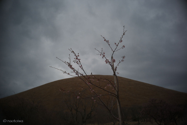 空と山と桜