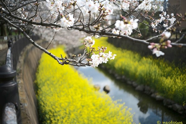 菜の花