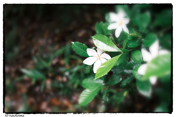 佛花