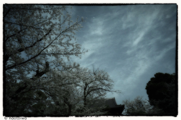 sakura