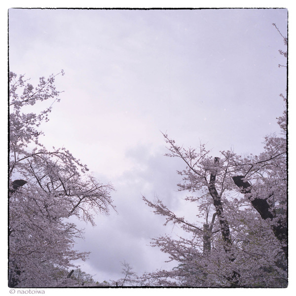 rollei-sakura