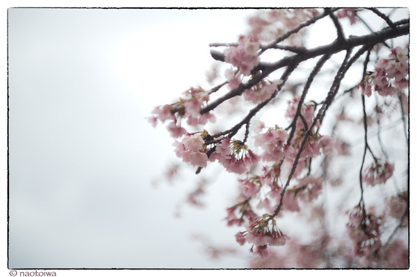 大寒桜