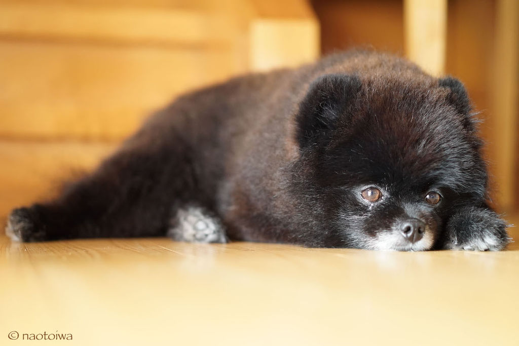 Dog Naotoiwa S Essays And Photos