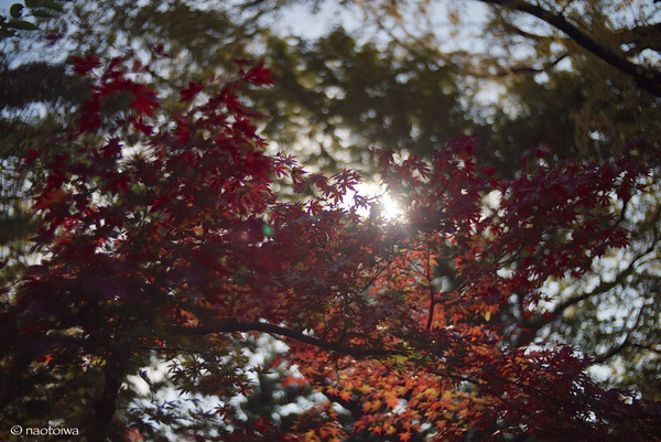 autumn leaves