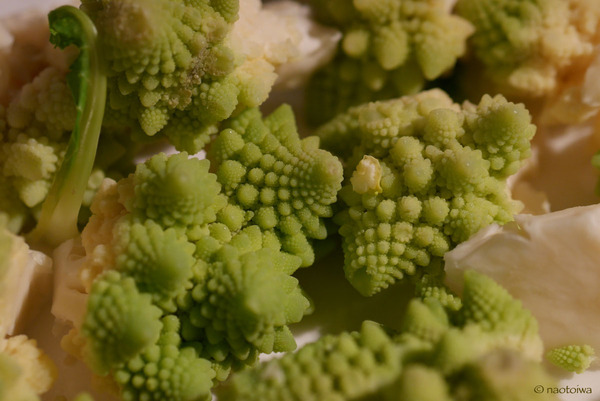Broccolo Romanesco