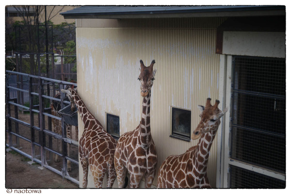 giraffes