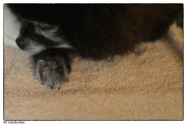 claw