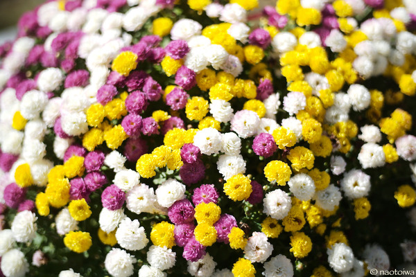 菊