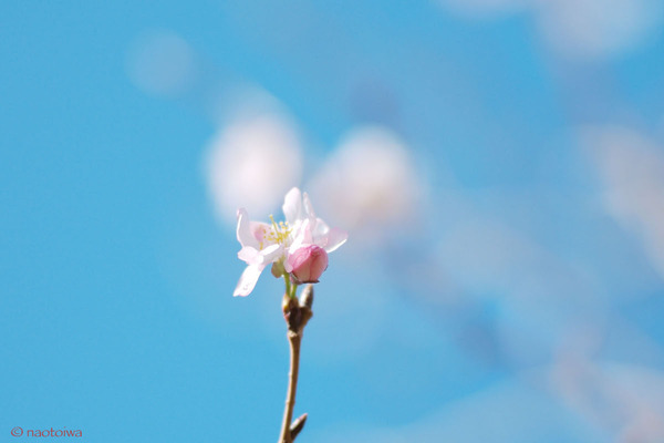 十月桜