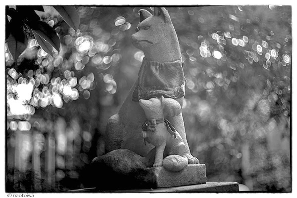 foxes
