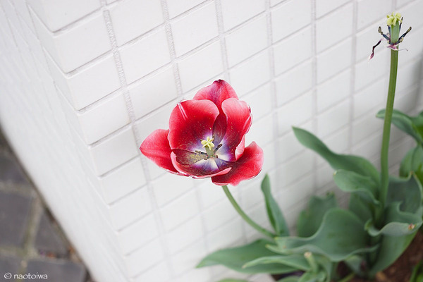 tulip