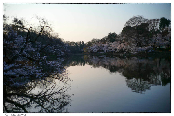 早朝の桜