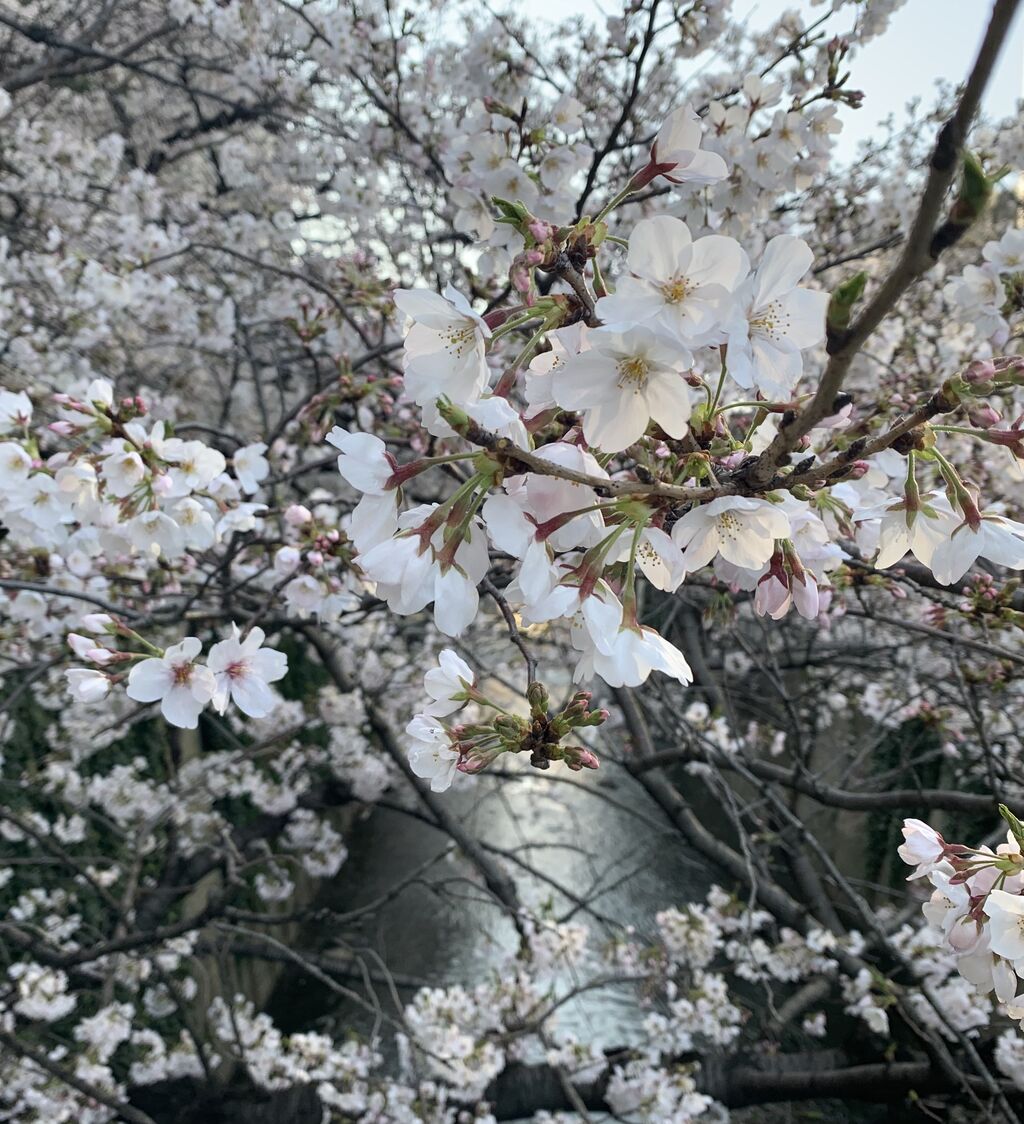 ウクレレな毎日 ウクレレな毎日