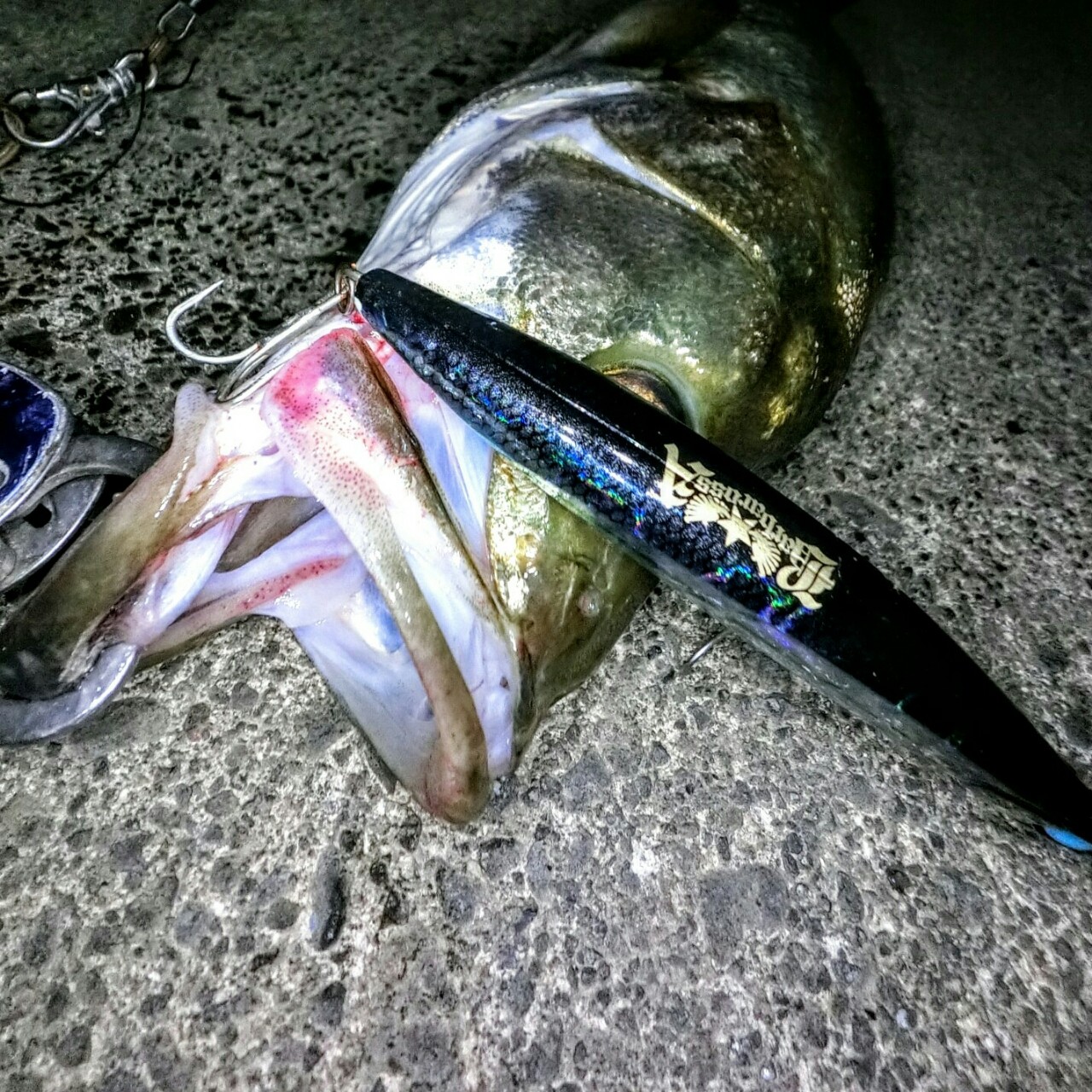 シーバスの夏 大河川の夏 Explore The Future 名古屋港 木曽三川 シーバス