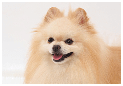 detailMain_pomeranian