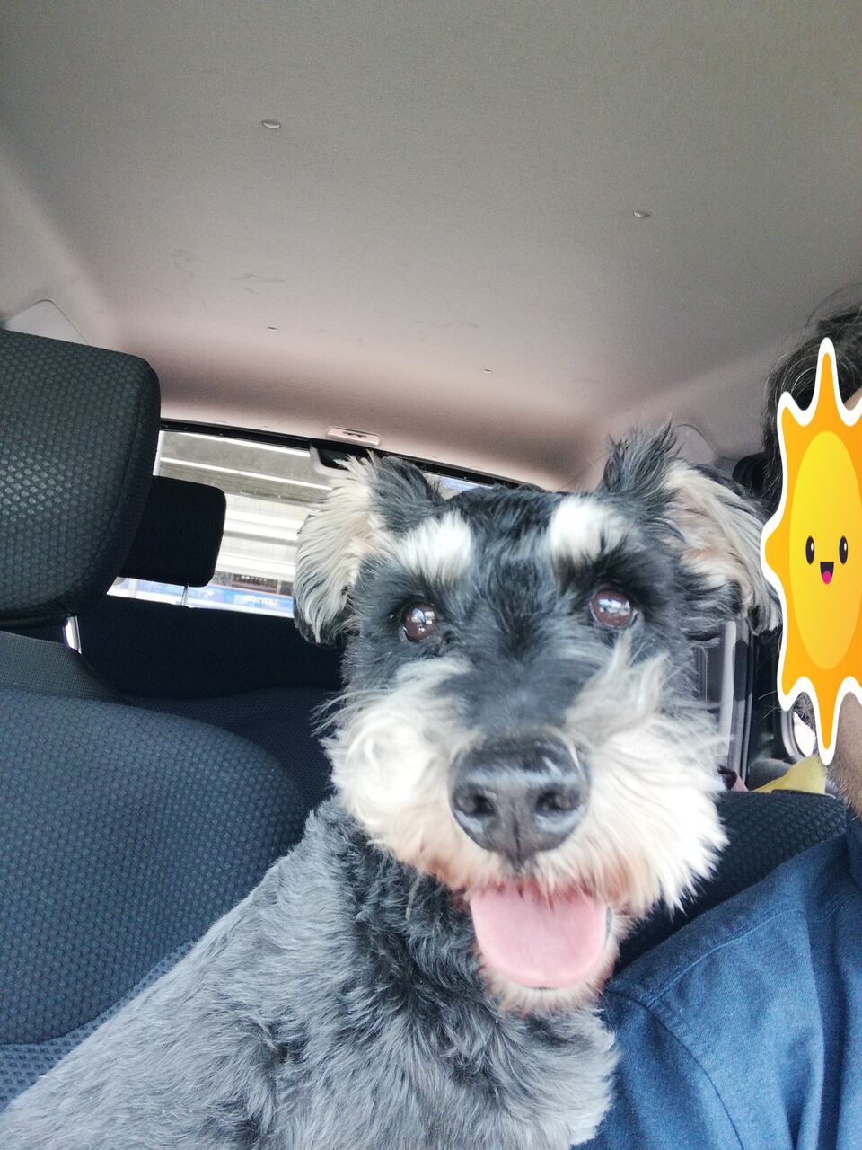 小豆太朗 あずたろう 参上 の巻 ミニシュナ小太郎と小豆太朗の毎日とか