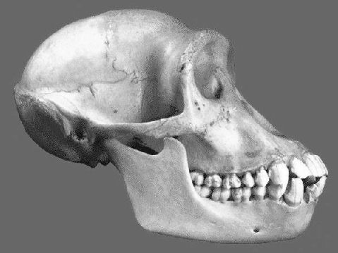 chimp-skull