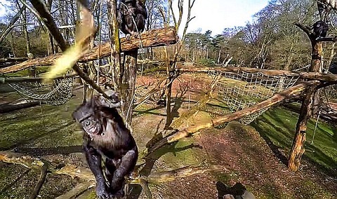 Chimp-Drone-Header