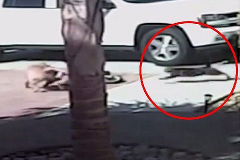 My-Cat-Saved-My-Son-Roger-Triantafilo-vi