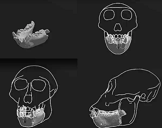 エジプトで1800万年前の新種の