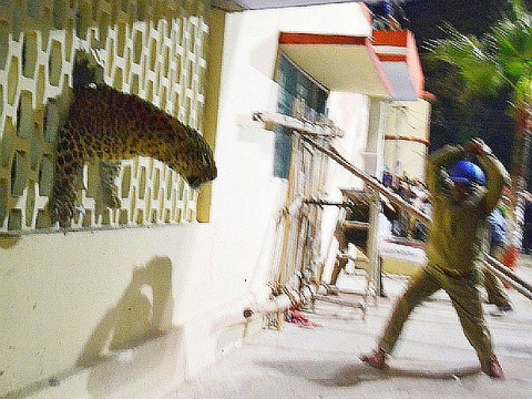 leopard-window