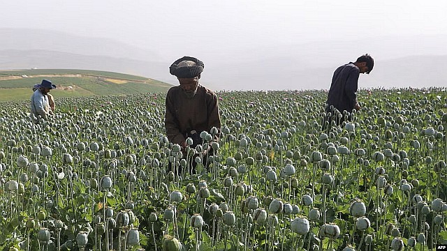 アフガニスタンのケシ畑（AP通信）