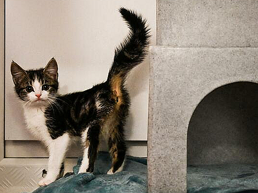 子猫2匹を虐待して殺した17歳少年を