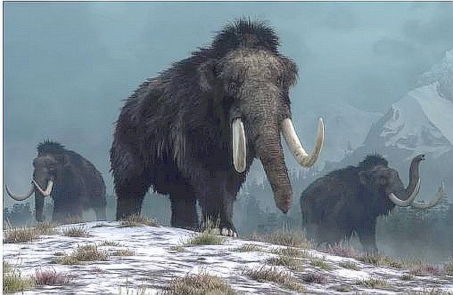 FireShot Webpage Screenshot #997 - 'Woolly mammoths