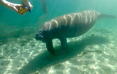 FireShot Webpage Screenshot #297 - 'マナティー