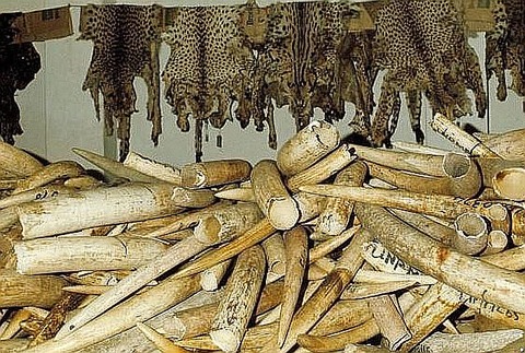 d1262b5d265b4c3787ca0b3afa62434b