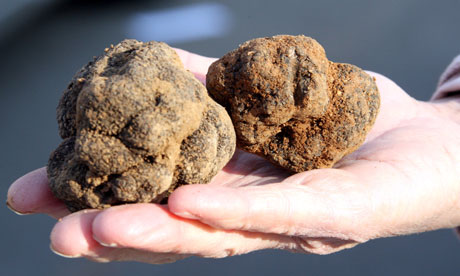 Black-truffles-007