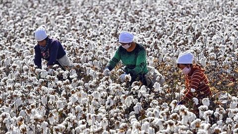 1.13.20-U.S.-Total-Ban-on-Xinjiang-Cotton